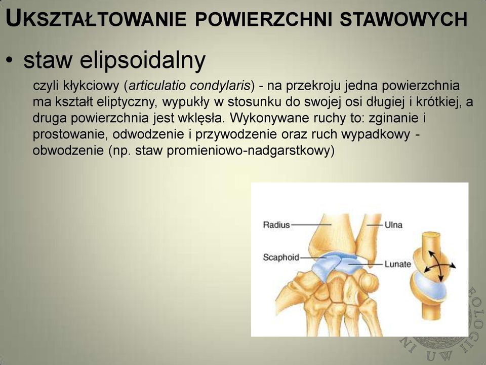 krótkiej, a druga powierzchnia jest wklęsła.