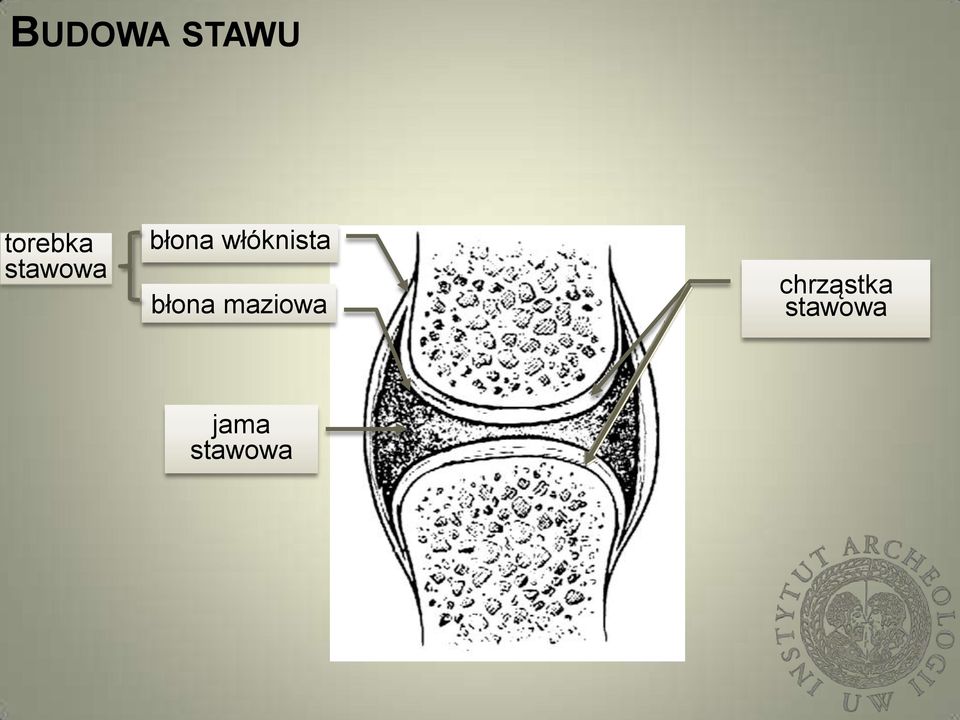 włóknista błona