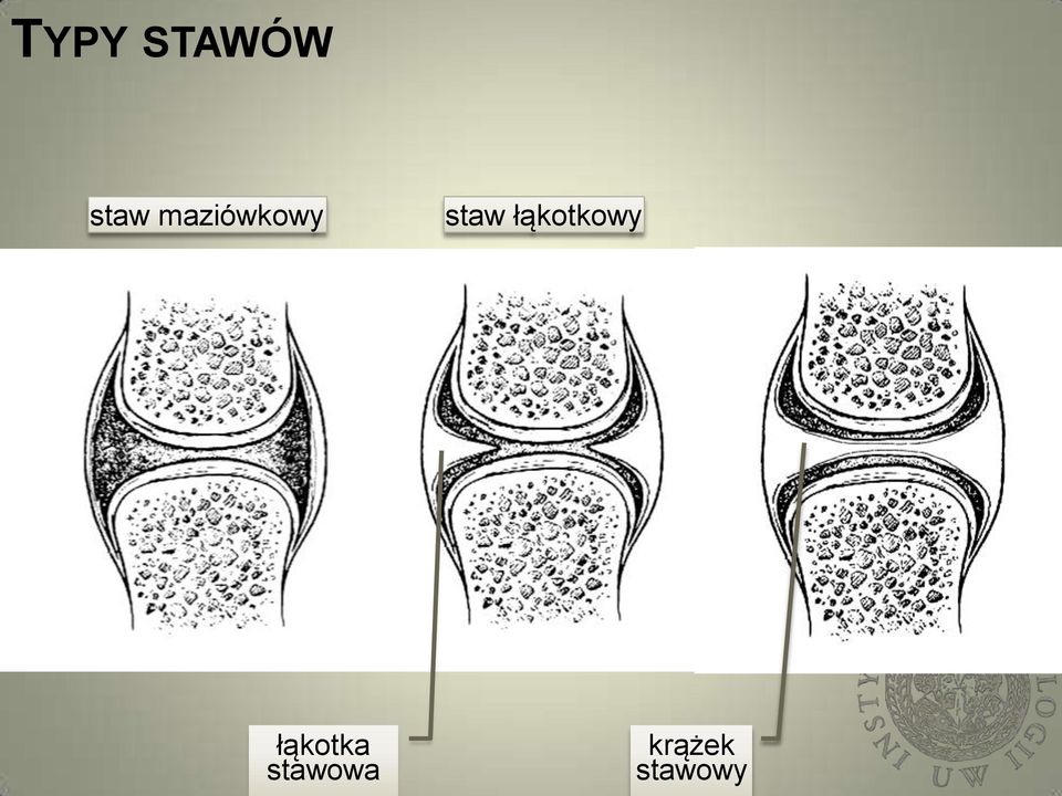 łąkotkowy łąkotka