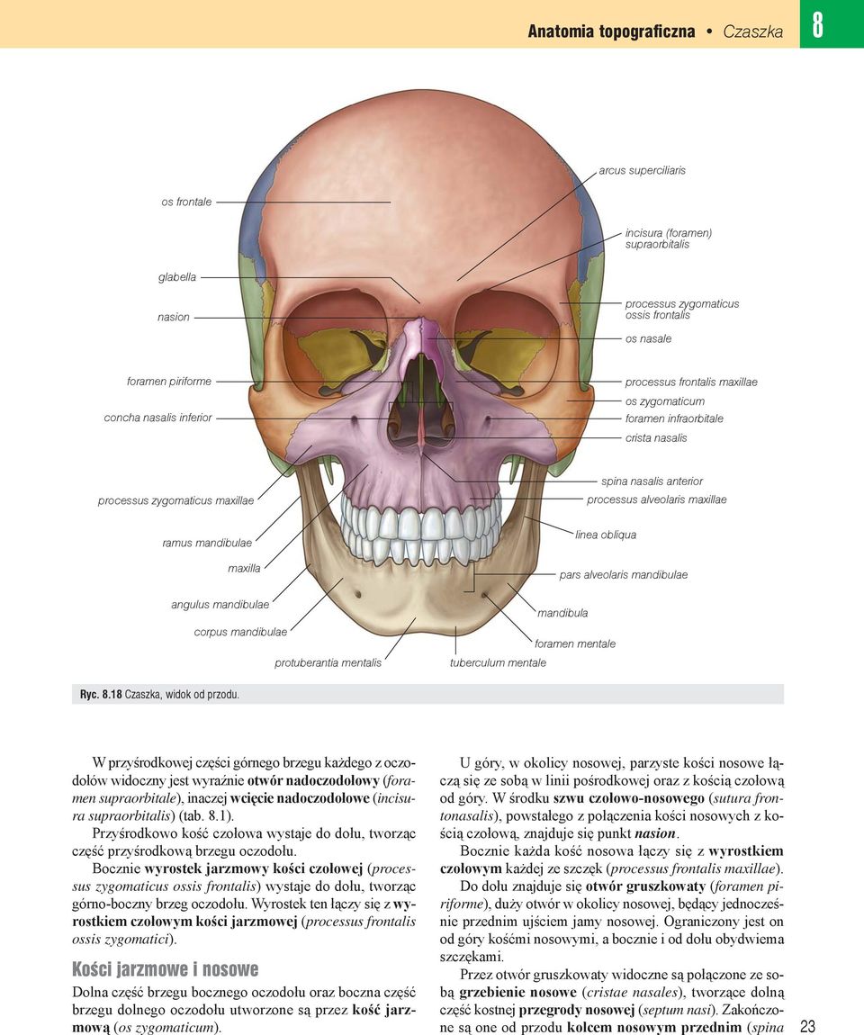 angulus mandibulae corpus mandibulae protuberantia mentalis linea obliqua pars alveolaris mandibulae mandibula foramen mentale tuberculum mentale Ryc. 8.18 Czaszka, widok od przodu.