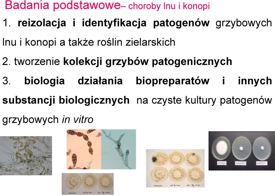 roślin zielarskich 2. tworzenie kolekcji grzybów patogenicznych 3.