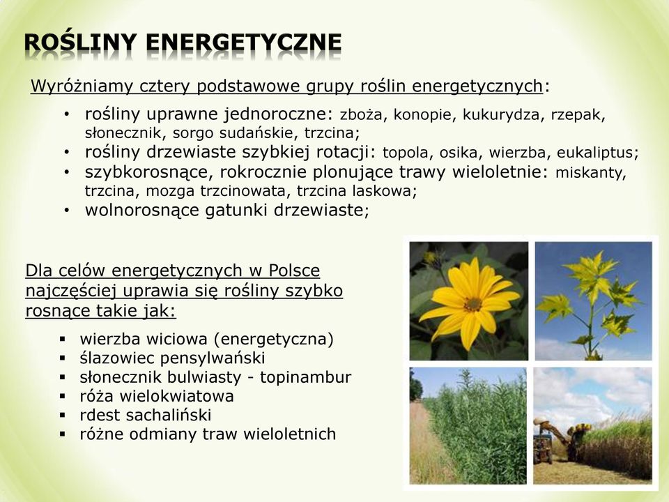 mozga trzcinowata, trzcina laskowa; wolnorosnące gatunki drzewiaste; Dla celów energetycznych w Polsce najczęściej uprawia się rośliny szybko rosnące takie