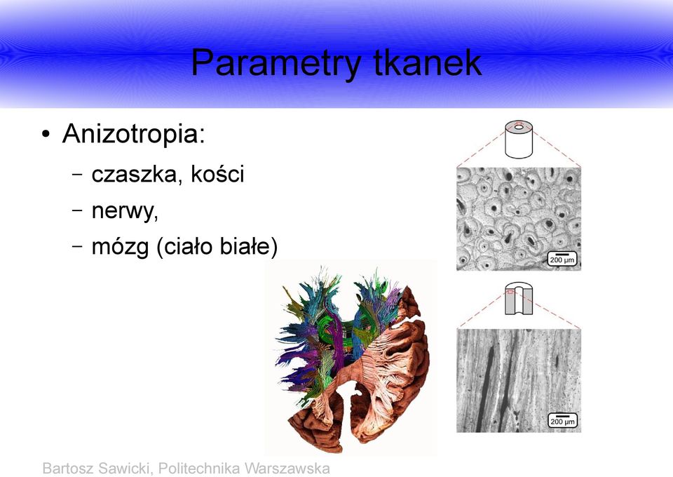 czaszka, kości