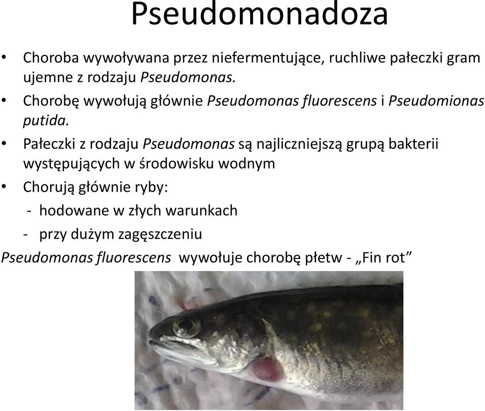 Pałeczki z rodzaju Pseudomonas są najliczniejszą grupą bakterii występujących w środowisku wodnym