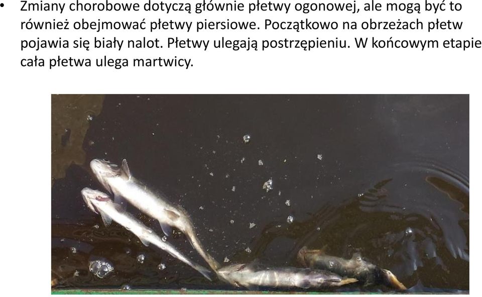 Początkowo na obrzeżach płetw pojawia się biały nalot.