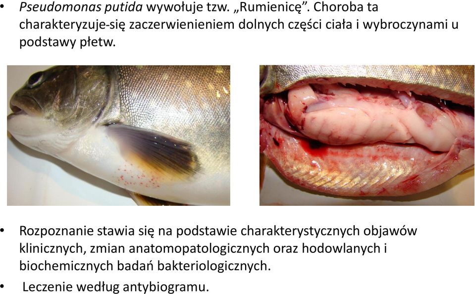 podstawy płetw.