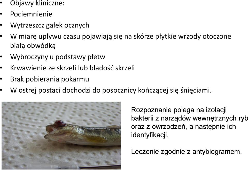 pobierania pokarmu W ostrej postaci dochodzi do posocznicy kończącej się śnięciami.