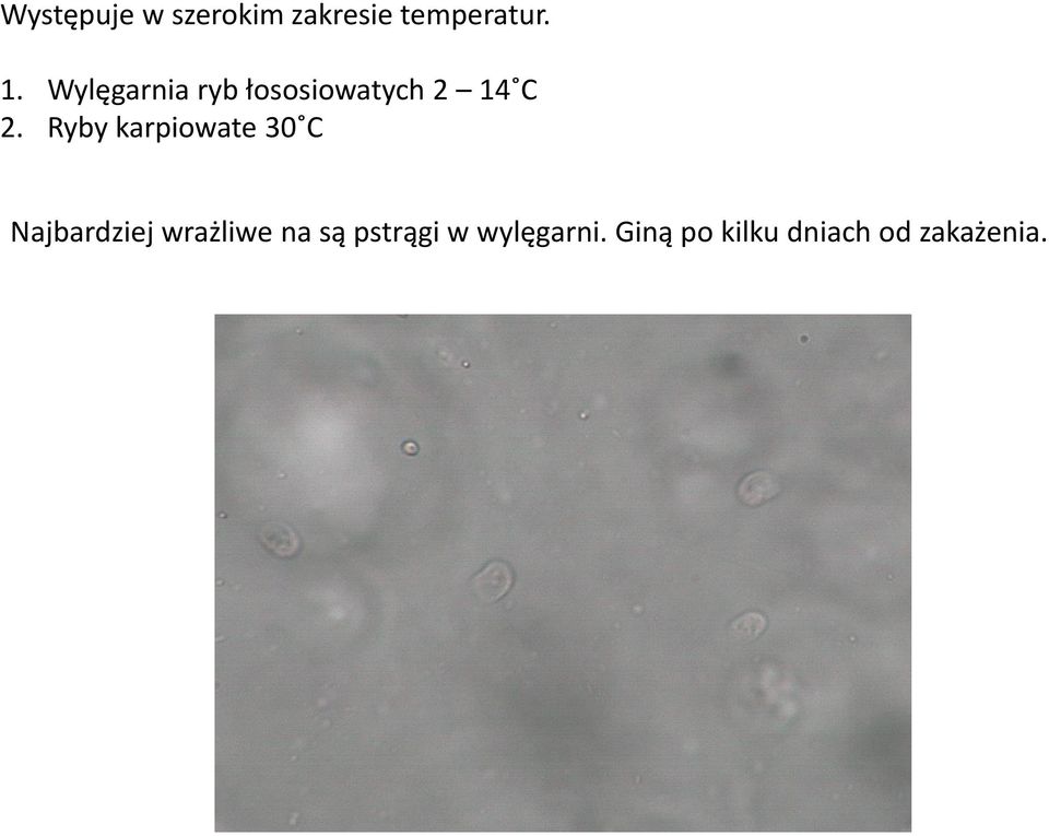 Ryby karpiowate 30 C Najbardziej wrażliwe na