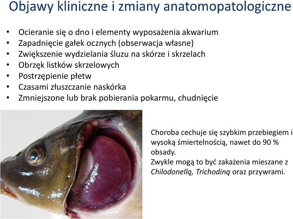 naskórka Zmniejszone lub brak pobierania pokarmu, chudnięcie Choroba cechuje się szybkim przebiegiem i wysoką