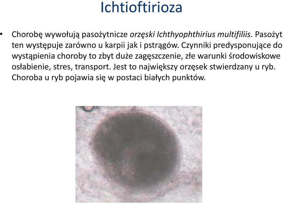 Czynniki predysponujące do wystąpienia choroby to zbyt duże zagęszczenie, złe warunki