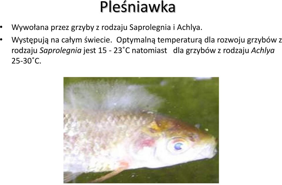 Optymalną temperaturą dla rozwoju grzybów z rodzaju
