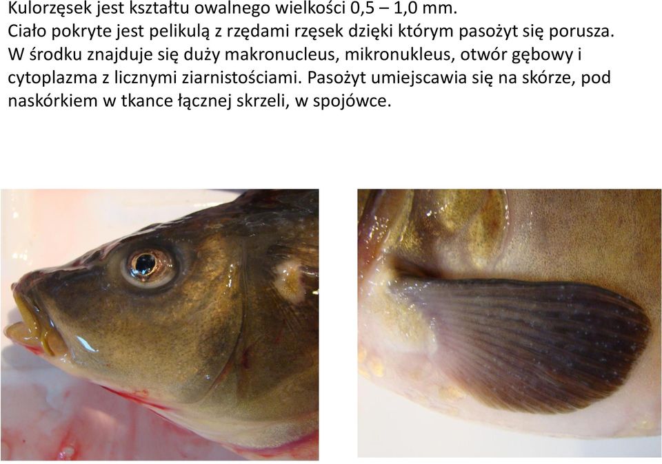 W środku znajduje się duży makronucleus, mikronukleus, otwór gębowy i cytoplazma z
