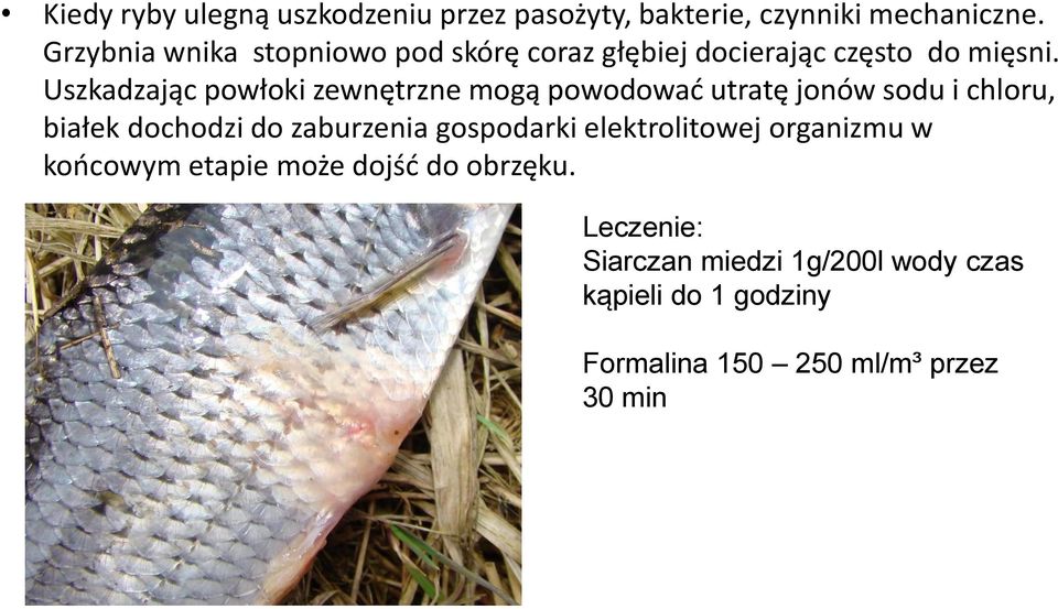 Uszkadzając powłoki zewnętrzne mogą powodować utratę jonów sodu i chloru, białek dochodzi do zaburzenia
