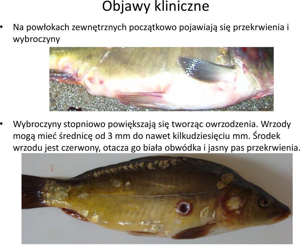 owrzodzenia.