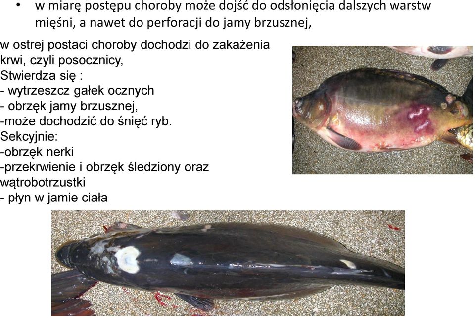 Stwierdza się : - wytrzeszcz gałek ocznych - obrzęk jamy brzusznej, -może dochodzić do śnięć