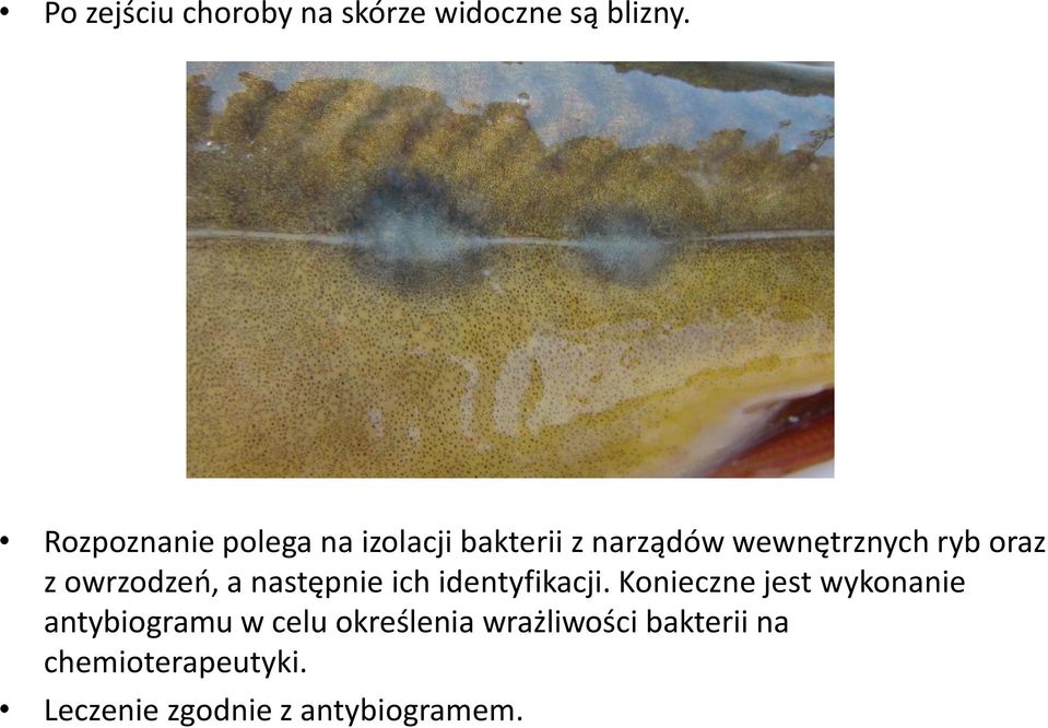 owrzodzeń, a następnie ich identyfikacji.
