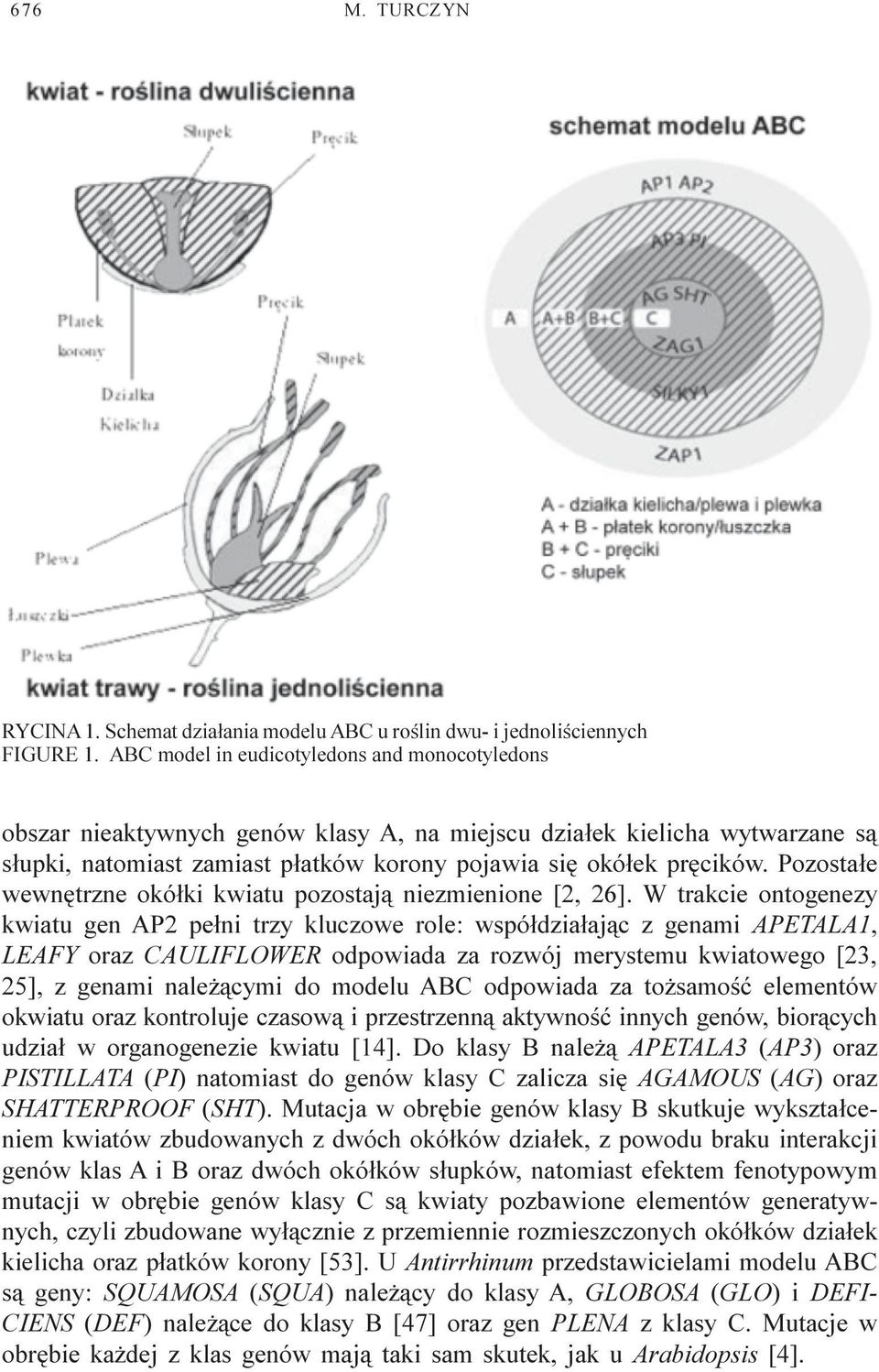Pozosta³e wewnêtrzne okó³ki kwiatu pozostaj¹ niezmienione [2, 26].