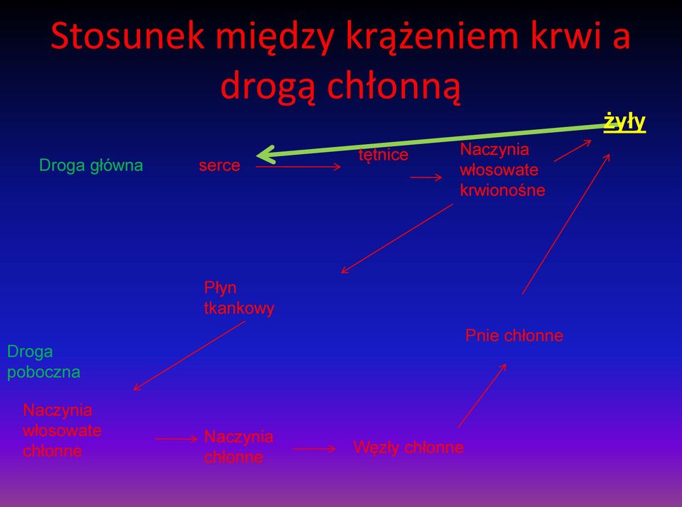 żyły Droga poboczna Płyn tkankowy Pnie chłonne