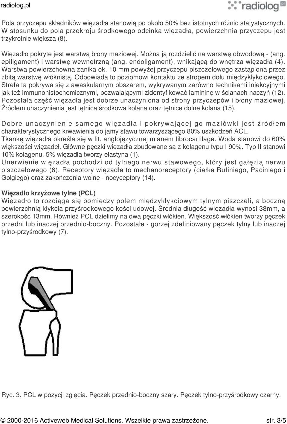 Można ją rozdzielić na warstwę obwodową - (ang. epiligament) i warstwę wewnętrzną (ang. endoligament), wnikającą do wnętrza więzadła (4). Warstwa powierzchowna zanika ok.