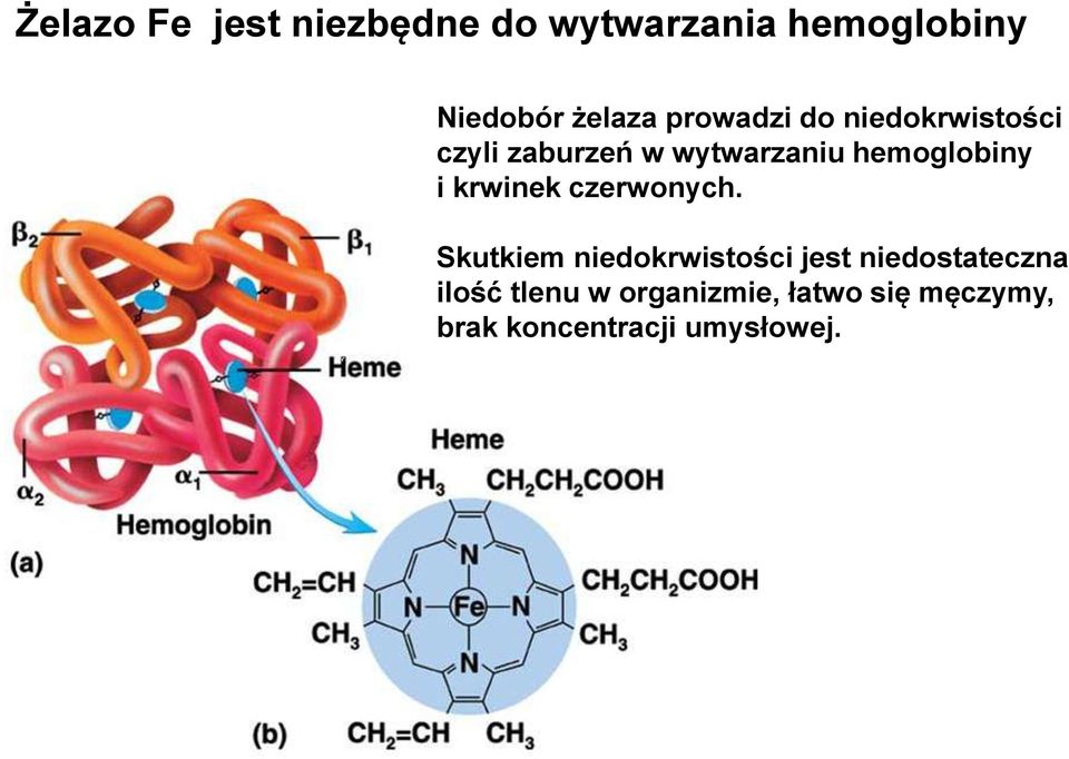 i krwinek czerwonych.