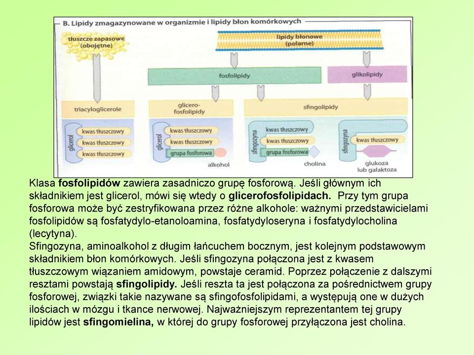 Sfingozyna, aminoalkohol z długim łańcuchem bocznym, jest kolejnym podstawowym składnikiem błon komórkowych. Jeśli sfingozyna połączona jest z kwasem tłuszczowym wiązaniem amidowym, powstaje ceramid.