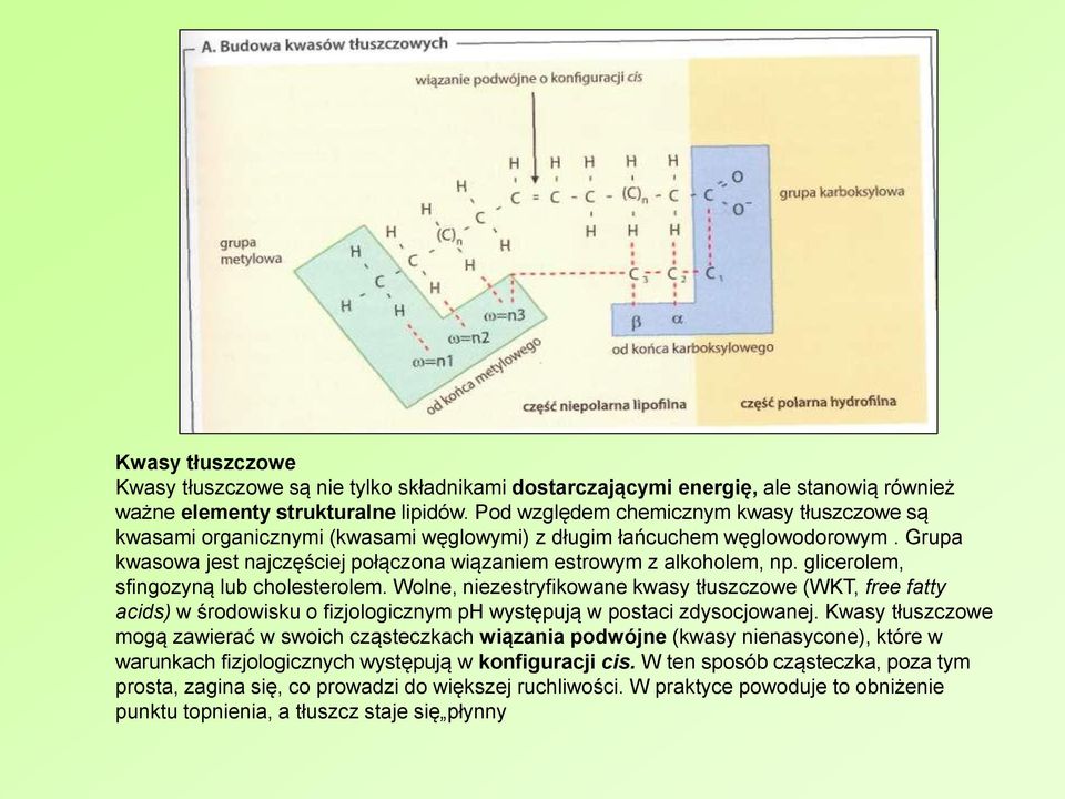 glicerolem, sfingozyną lub cholesterolem. Wolne, niezestryfikowane kwasy tłuszczowe (WKT, free fatty acids) w środowisku o fizjologicznym ph występują w postaci zdysocjowanej.