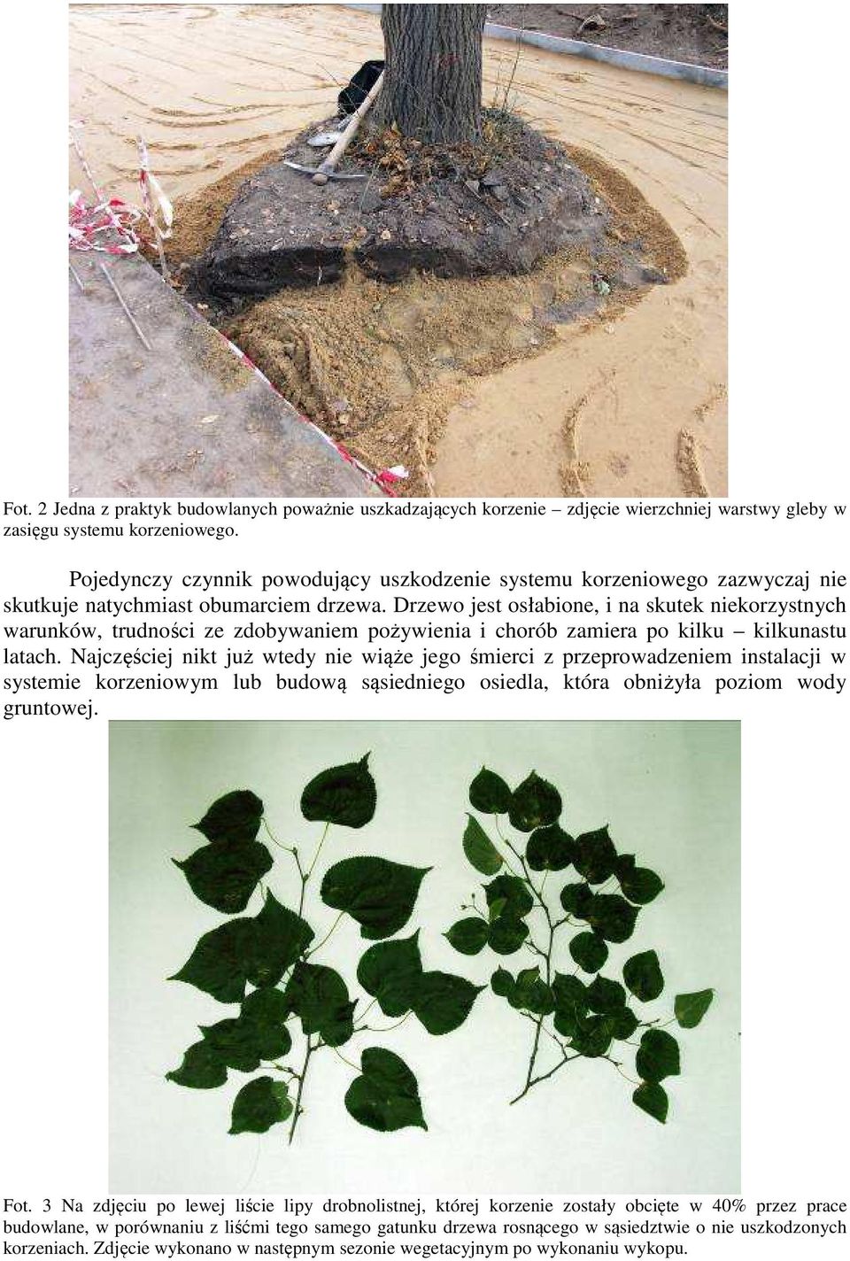 Drzewo jest osłabione, i na skutek niekorzystnych warunków, trudności ze zdobywaniem pożywienia i chorób zamiera po kilku kilkunastu latach.