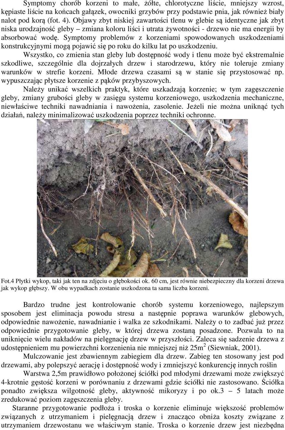 Symptomy problemów z korzeniami spowodowanych uszkodzeniami konstrukcyjnymi mogą pojawić się po roku do kilku lat po uszkodzeniu.