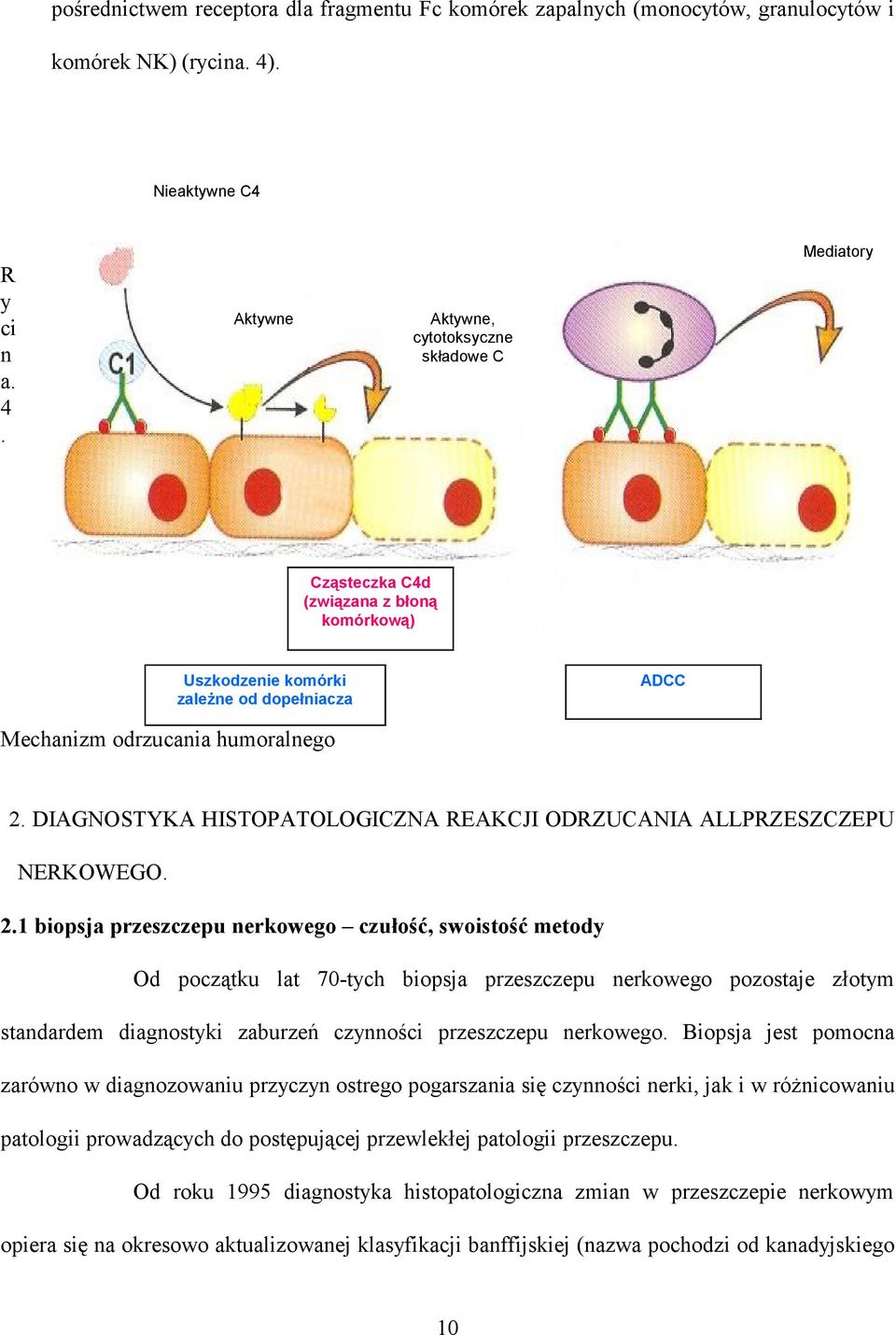 Aktywne Aktywne, cytotoksyczne składowe C Mediatory Cząsteczka C4d (związana z błoną komórkową) Uszkodzenie komórki zależne od dopełniacza ADCC Mechanizm odrzucania humoralnego 2.