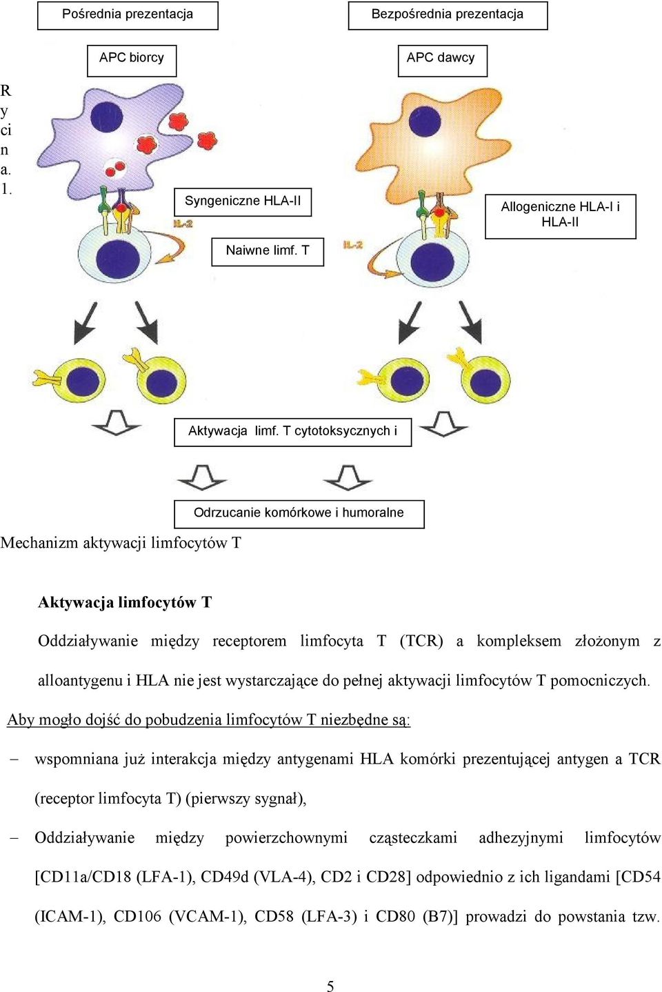 HLA nie jest wystarczające do pełnej aktywacji limfocytów T pomocniczych.