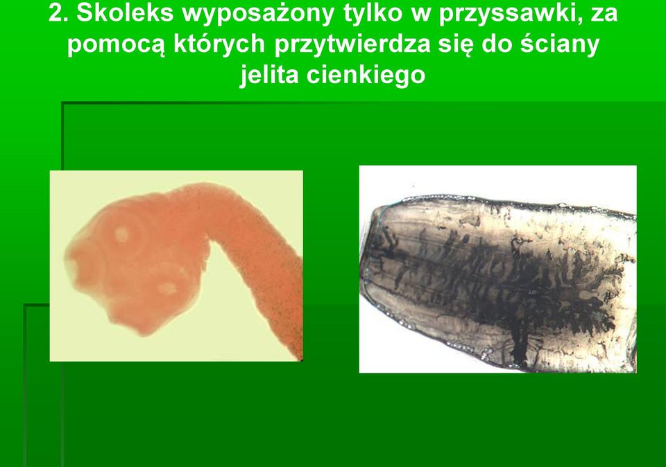 pomocą których