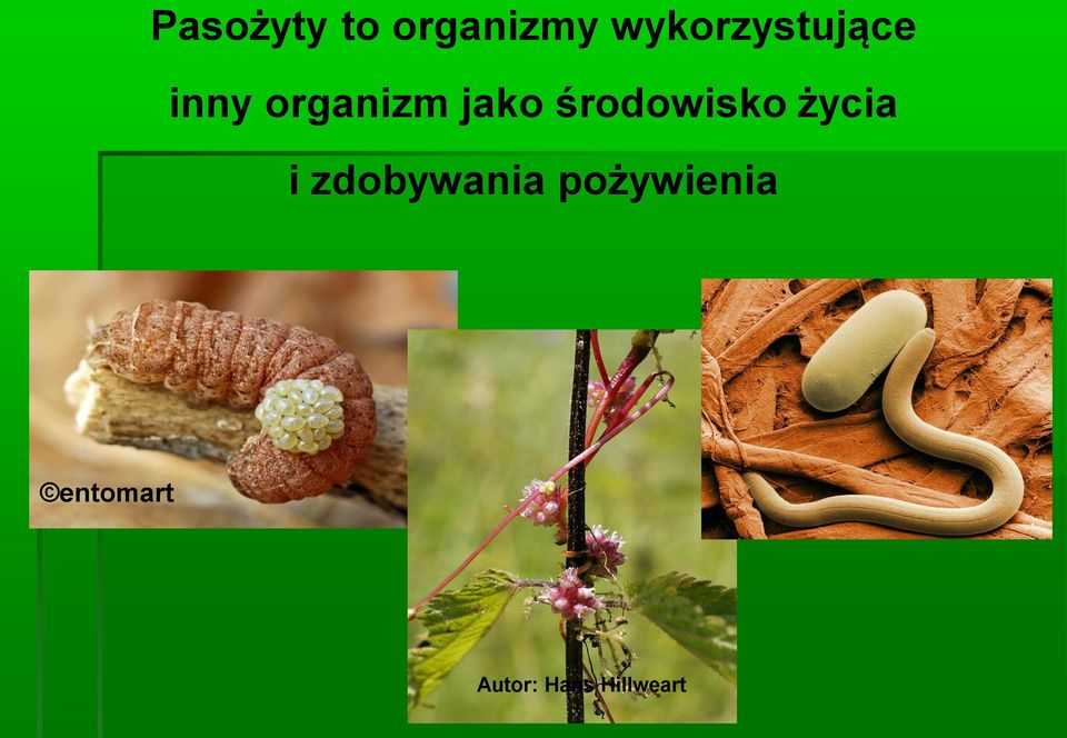 środowisko życia i zdobywania