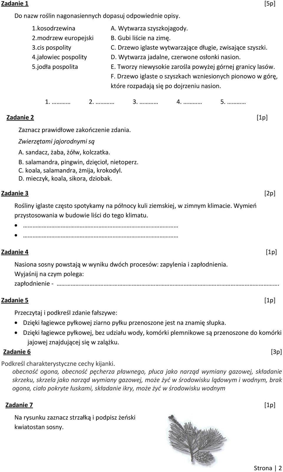 Drzewo iglaste o szyszkach wzniesionych pionowo w górę, które rozpadają się po dojrzeniu nasion. 1. 2. 3. 4. 5. Zadanie 2 Zaznacz prawidłowe zakooczenie zdania. Zwierzętami jajorodnymi są A.