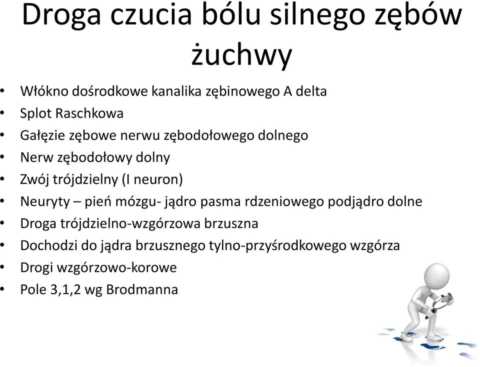 neuron) Neuryty pień mózgu- jądro pasma rdzeniowego podjądro dolne Droga trójdzielno-wzgórzowa