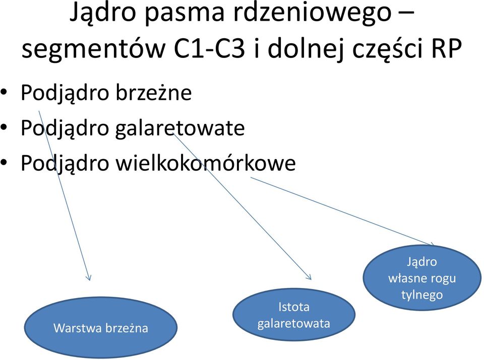 galaretowate Podjądro wielkokomórkowe Warstwa