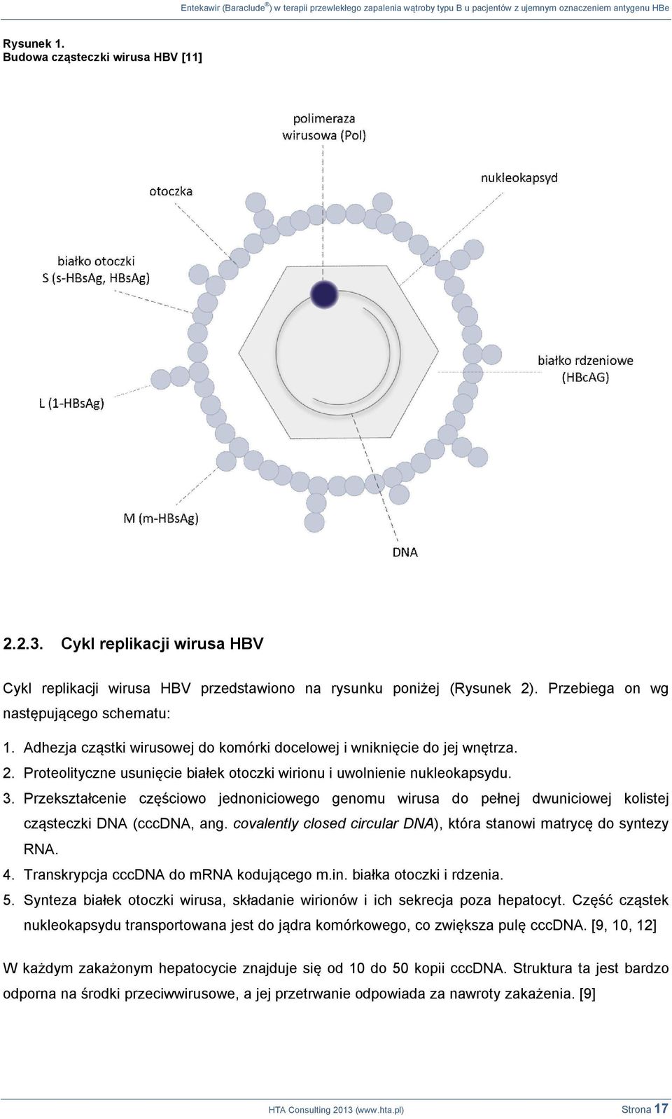 Adhezja cząstki wirusowej do komórki docelowej i wniknięcie do jej wnętrza. 2. Proteolityczne usunięcie białek otoczki wirionu i uwolnienie nukleokapsydu. 3.
