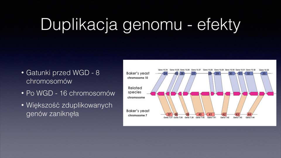 chromosomów Po WGD - 16