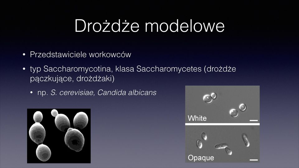 Saccharomycetes (drożdże pączkujące,