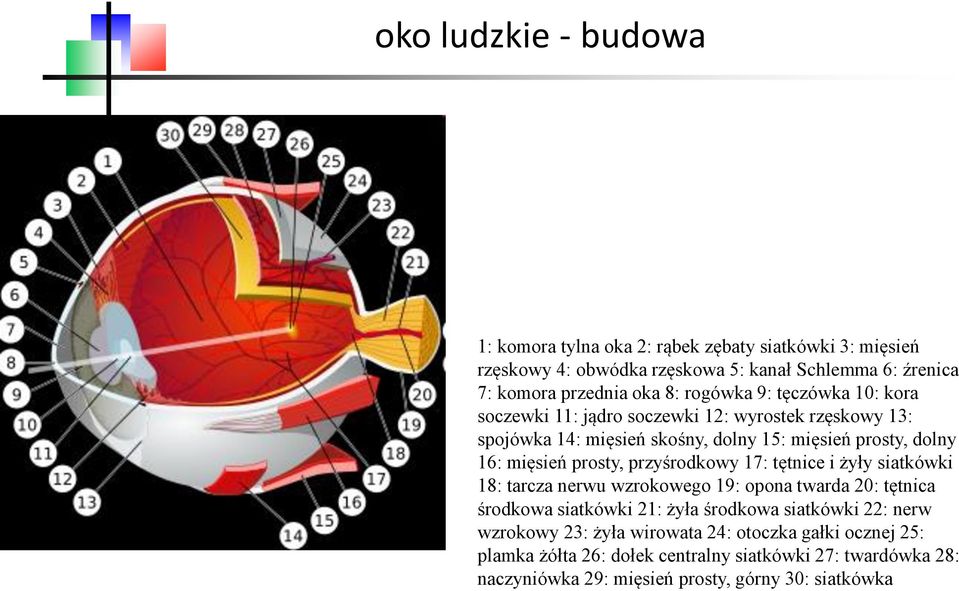 prosty, przyśrodkowy 17: tętnice i żyły siatkówki 18: tarcza nerwu wzrokowego 19: opona twarda 20: tętnica środkowa siatkówki 21: żyła środkowa siatkówki 22: nerw