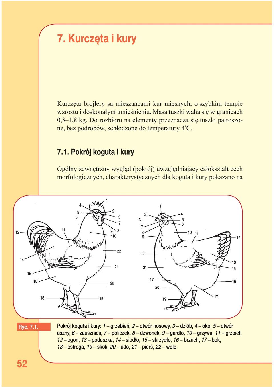 Pokrój koguta i kury Ogólny zewnętrzny wygląd (pokrój) uwzględniający całokształt cech morfologicznych, charakterystycznych dla koguta i kury pokazano na Ryc. 7.1.