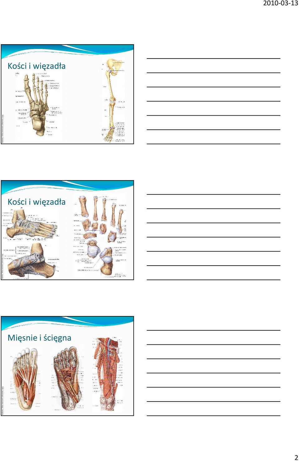 ścięgna Sobotta, Atlas anatomii człowieka,