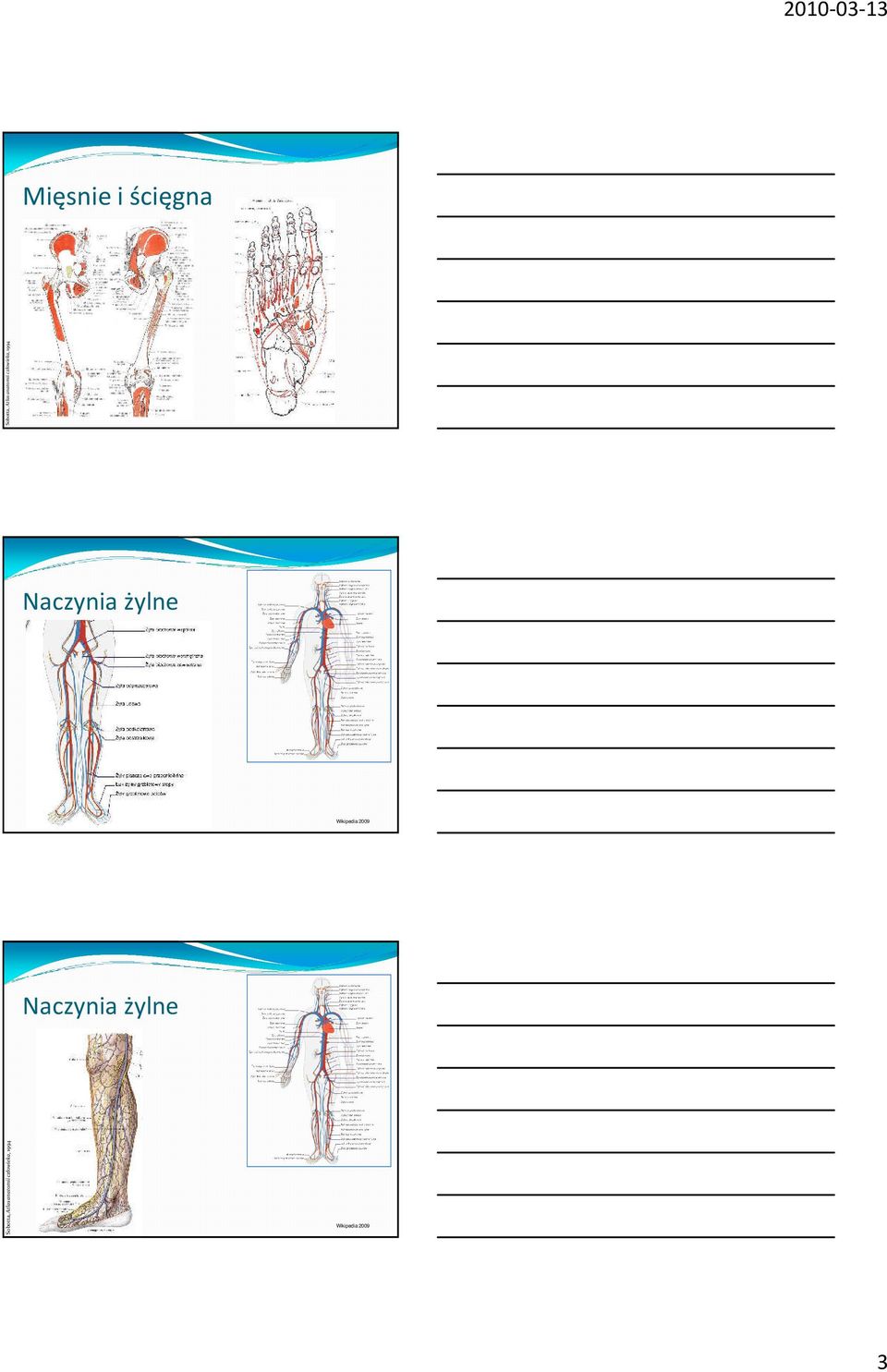 Wikipedia 2009 Naczynia żylne Sobotta,