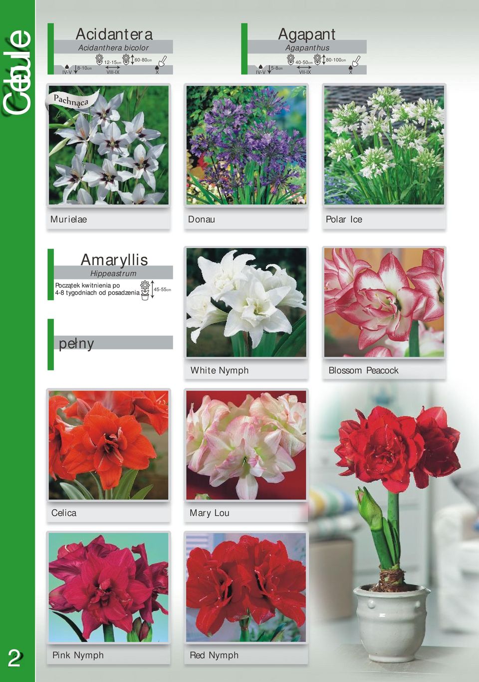 Amaryllis Hippeastrum Początek kwitnienia po 4-8 tygodniach od posadzenia