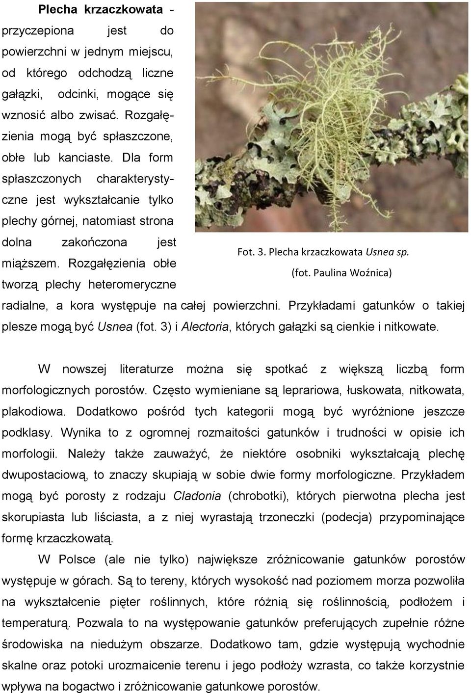Plecha krzaczkowata Usnea sp. miąższem. Rozgałęzienia obłe (fot. Paulina Woźnica) tworzą plechy heteromeryczne radialne, a kora występuje na całej powierzchni.
