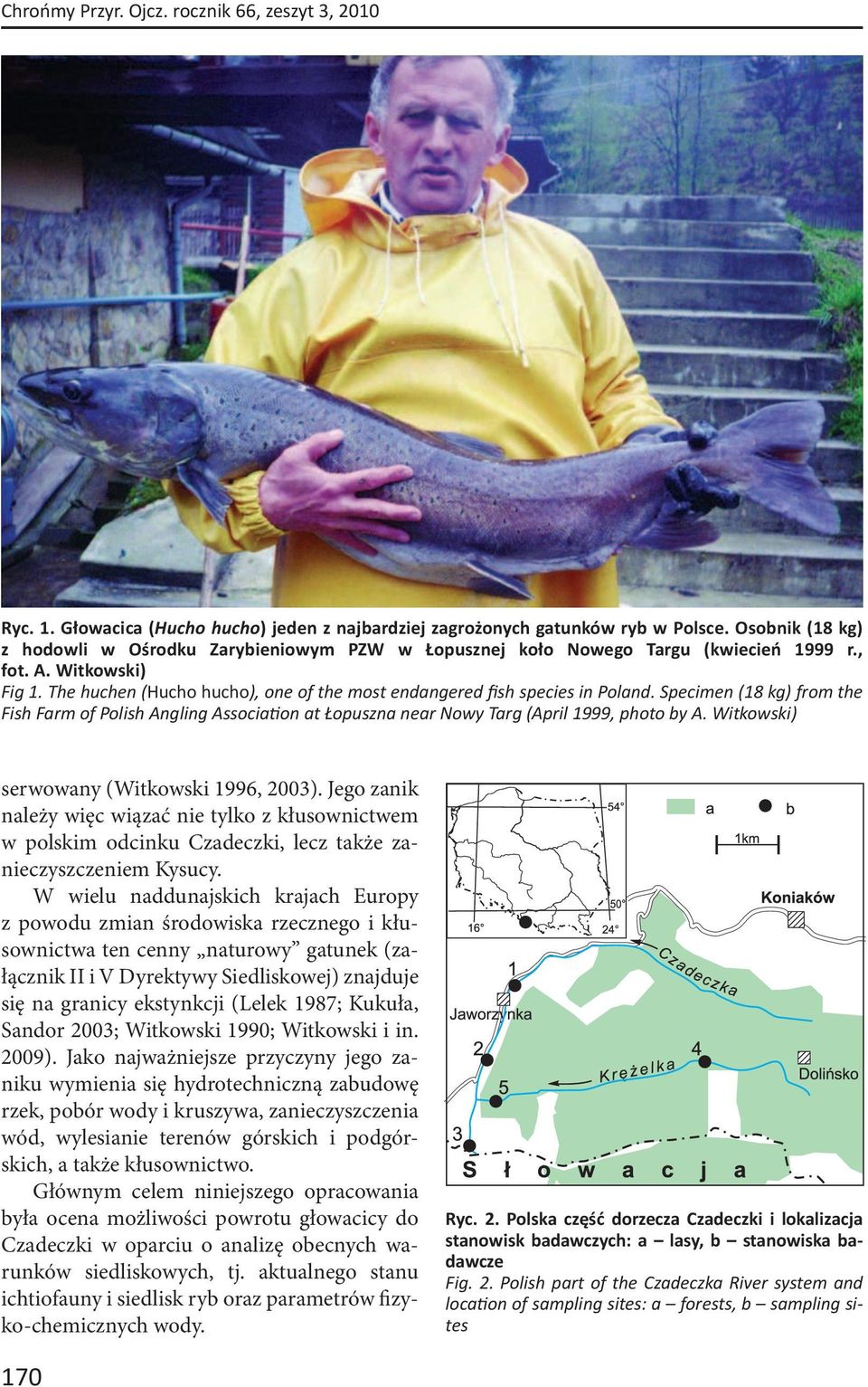 The huchen (Hucho hucho), one of the most endangered fish species in Poland. Specimen (18 kg) from the Fish Farm of Polish Angling Associa on at Łopuszna near Nowy Targ (April 1999, photo by A.