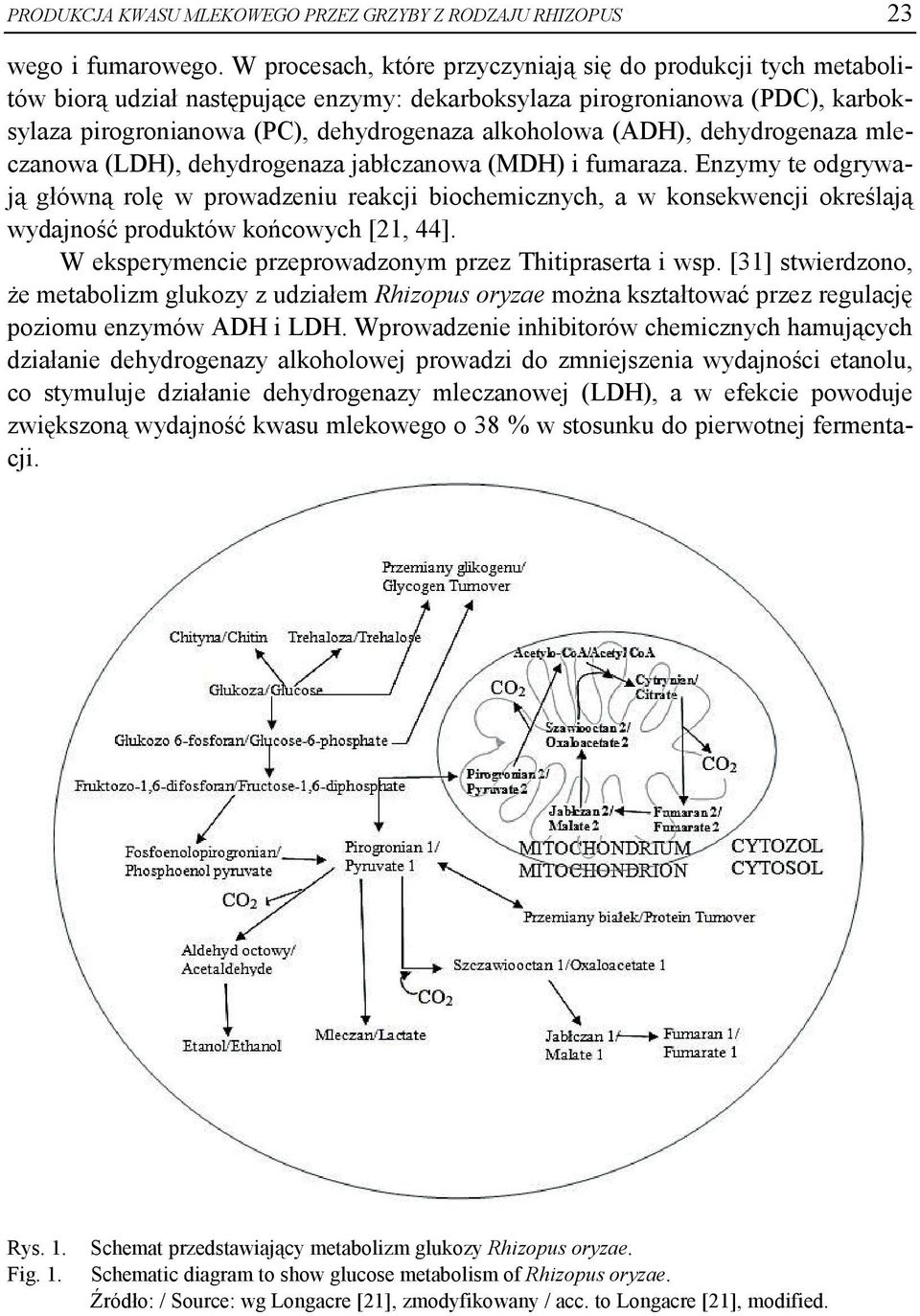 (ADH), dehydrogenaza mleczanowa (LDH), dehydrogenaza jabłczanowa (MDH) i fumaraza.