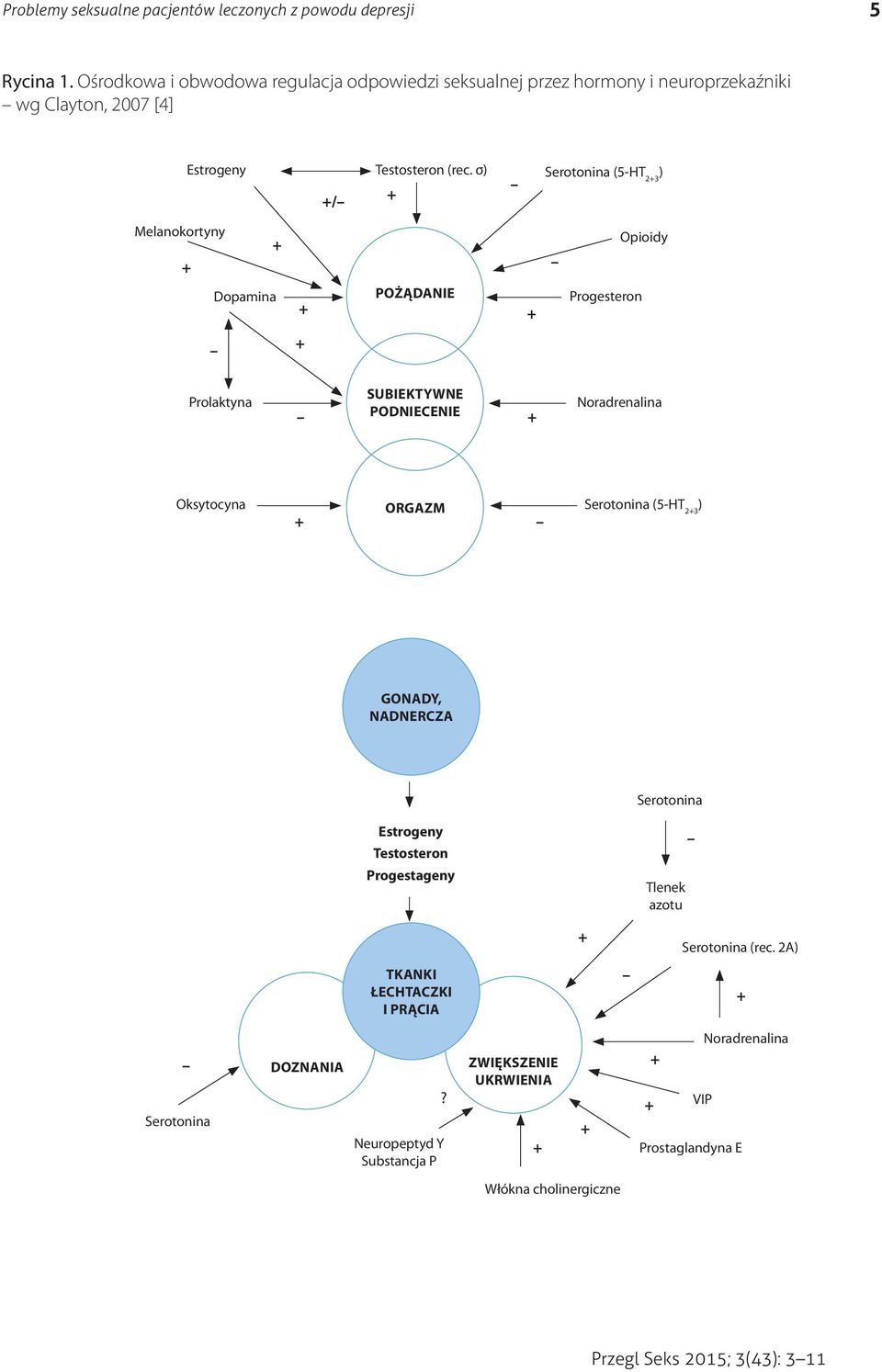σ) + Serotonina (5-HT 2+3 ) Melanokortyny + + Opioidy Dopamina + POŻĄDANIE + Progesteron + Prolaktyna SUBIEKTYWNE PODNIECENIE + Noradrenalina Oksytocyna + ORGAZM