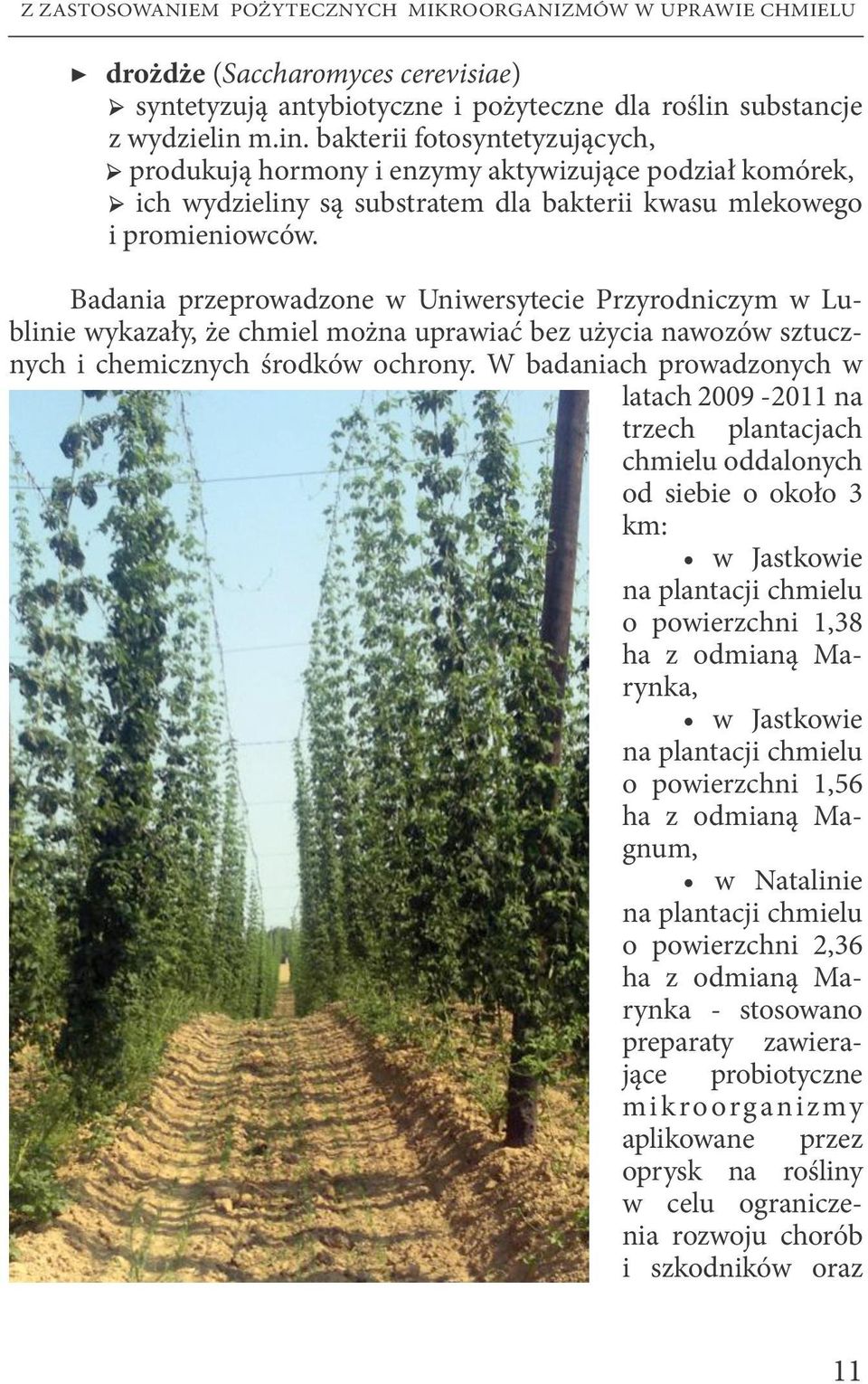 Badania przeprowadzone w Uniwersytecie Przyrodniczym w Lublinie wykazały, że chmiel można uprawiać bez użycia nawozów sztucznych i chemicznych środków ochrony.