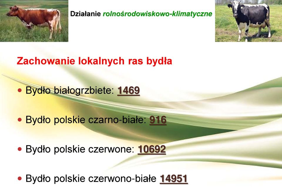 czarno-białe: 916 Bydło polskie