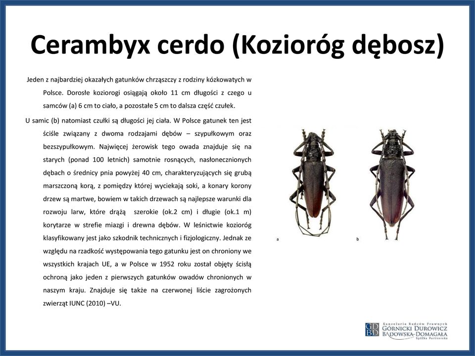 W Polsce gatunek ten jest ściśle związany z dwoma rodzajami dębów szypułkowym oraz bezszypułkowym.